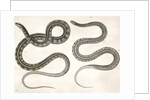 1. Eutania cooperi, Red Striped Garter Snake; 2. Eutania concinna, One Striped Garter Snake by George Suckley
