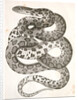 Scotophis vulpinus, Fox Snake by George Suckley
