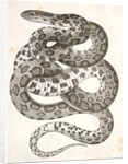 Scotophis vulpinus, Fox Snake by George Suckley
