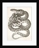 Scotophis vulpinus, Fox Snake by George Suckley