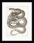Scotophis vulpinus, Fox Snake by George Suckley
