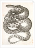 Scotophis vulpinus, Fox Snake by George Suckley