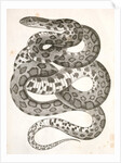 Scotophis vulpinus, Fox Snake by George Suckley