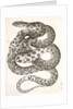 Scotophis vulpinus, Fox Snake by George Suckley