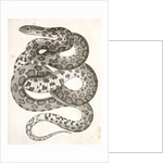 Scotophis vulpinus, Fox Snake by George Suckley