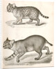 1. Red Cat; 2. American Panther by George Suckley