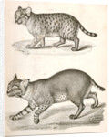 1. Red Cat; 2. American Panther by George Suckley