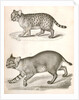 1. Red Cat; 2. American Panther by George Suckley