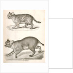 1. Red Cat; 2. American Panther by George Suckley