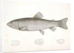 1-4. Salar lewisii, Lewis' Missouri Trout by George Suckley