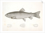 1-4. Salar lewisii, Lewis' Missouri Trout by George Suckley
