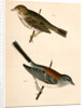 1. Junco dorsalis, New Mexican Snow Bird; 2. Passerculus sandwichensis by George Suckley