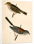1. Junco dorsalis, New Mexican Snow Bird; 2. Passerculus sandwichensis by George Suckley