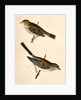 1. Junco dorsalis, New Mexican Snow Bird; 2. Passerculus sandwichensis by George Suckley