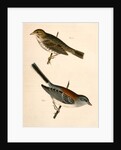1. Junco dorsalis, New Mexican Snow Bird; 2. Passerculus sandwichensis by George Suckley