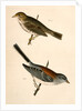 1. Junco dorsalis, New Mexican Snow Bird; 2. Passerculus sandwichensis by George Suckley