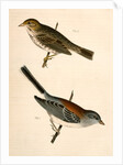 1. Junco dorsalis, New Mexican Snow Bird; 2. Passerculus sandwichensis by George Suckley