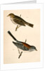 1. Junco dorsalis, New Mexican Snow Bird; 2. Passerculus sandwichensis by George Suckley