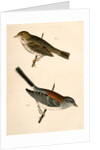 1. Junco dorsalis, New Mexican Snow Bird; 2. Passerculus sandwichensis by George Suckley