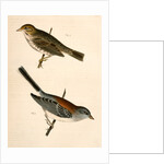 1. Junco dorsalis, New Mexican Snow Bird; 2. Passerculus sandwichensis by George Suckley