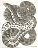 Pituophis sayi, Prairie Bull Snake by George Suckley