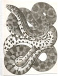 Pituophis sayi, Prairie Bull Snake by George Suckley