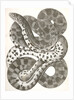 Pituophis sayi, Prairie Bull Snake by George Suckley
