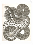 Pituophis sayi, Prairie Bull Snake by George Suckley