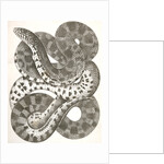 Pituophis sayi, Prairie Bull Snake by George Suckley