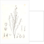 Untitled by George Suckley