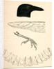 Corvus caurinus, Northwestern Fishcrow by George Suckley