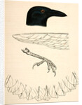 Corvus caurinus, Northwestern Fishcrow by George Suckley