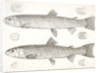 1-4. Salmo gibbsii, Gibbs' Salmon Trout; 5-8. Salmo stellatus, Star-spotted Brook Trout by George Suckley