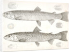 1-4. Salmo gibbsii, Gibbs' Salmon Trout; 5-8. Salmo stellatus, Star-spotted Brook Trout by George Suckley