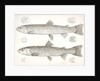 1-4. Salmo gibbsii, Gibbs' Salmon Trout; 5-8. Salmo stellatus, Star-spotted Brook Trout by George Suckley