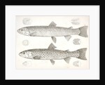 1-4. Salmo gibbsii, Gibbs' Salmon Trout; 5-8. Salmo stellatus, Star-spotted Brook Trout by George Suckley