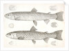 1-4. Salmo gibbsii, Gibbs' Salmon Trout; 5-8. Salmo stellatus, Star-spotted Brook Trout by George Suckley