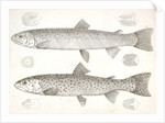 1-4. Salmo gibbsii, Gibbs' Salmon Trout; 5-8. Salmo stellatus, Star-spotted Brook Trout by George Suckley