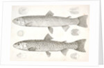 1-4. Salmo gibbsii, Gibbs' Salmon Trout; 5-8. Salmo stellatus, Star-spotted Brook Trout by George Suckley