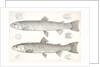 1-4. Salmo gibbsii, Gibbs' Salmon Trout; 5-8. Salmo stellatus, Star-spotted Brook Trout by George Suckley