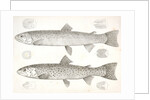 1-4. Salmo gibbsii, Gibbs' Salmon Trout; 5-8. Salmo stellatus, Star-spotted Brook Trout by George Suckley