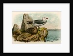 The White-headed Gull, Larus heermanni by George Suckley