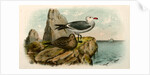 The White-headed Gull, Larus heermanni by George Suckley