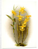 Dendrobium brymerianum by F. Sander