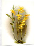 Dendrobium brymerianum by F. Sander