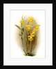 Dendrobium brymerianum by F. Sander