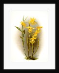 Dendrobium brymerianum by F. Sander