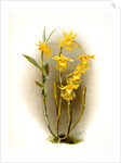 Dendrobium brymerianum by F. Sander