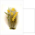 Dendrobium brymerianum by F. Sander