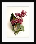 Cattleya Bowringiana by F. Sander